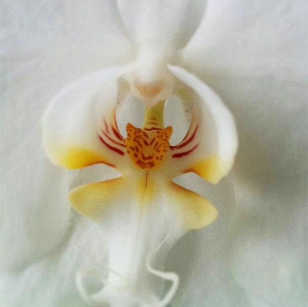 tiger-orchid